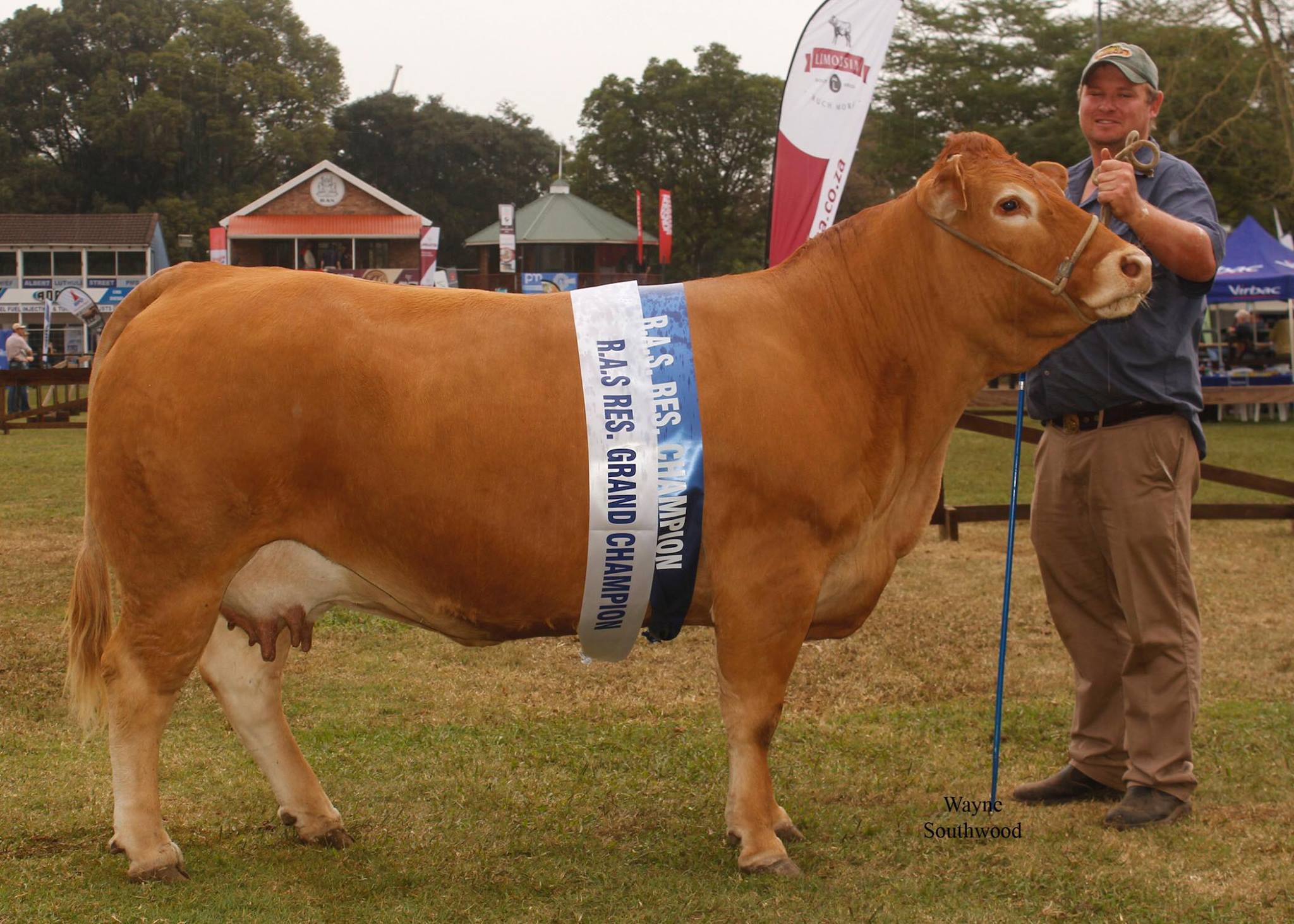 LOT 2 LOUMOTTA PRESIDENT- Sired by the reigning National Champion bull ...