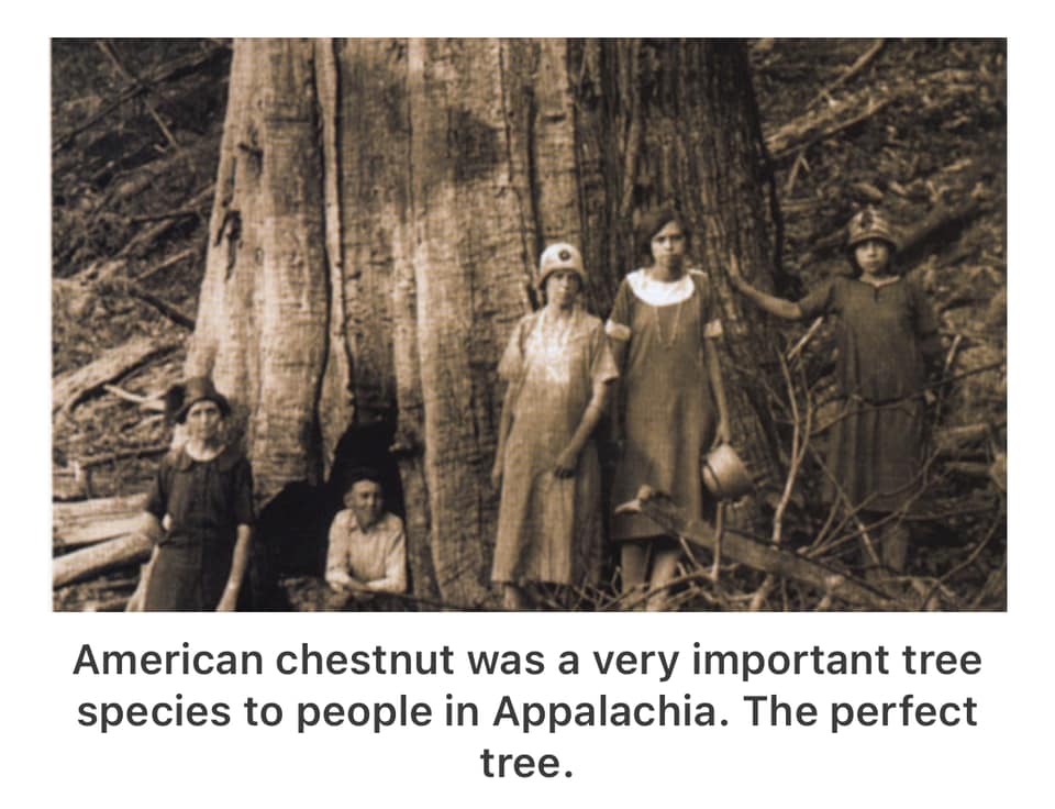 The Found - Have you heard the amazing story of the extinction of the ...