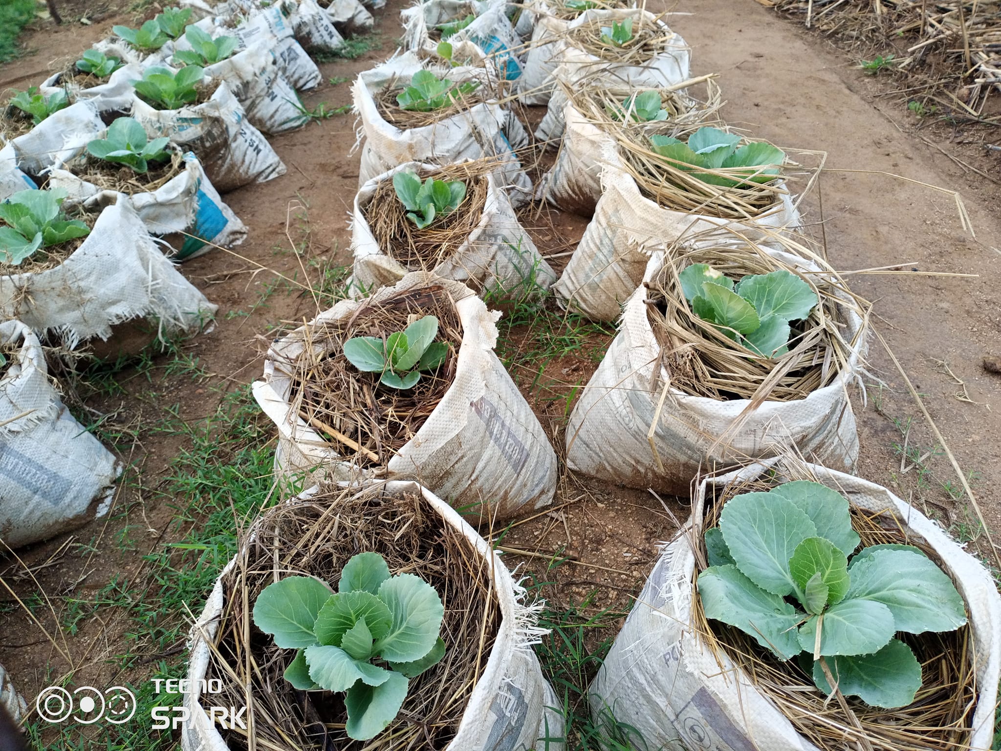 How to start sack gardening for vegetables at home