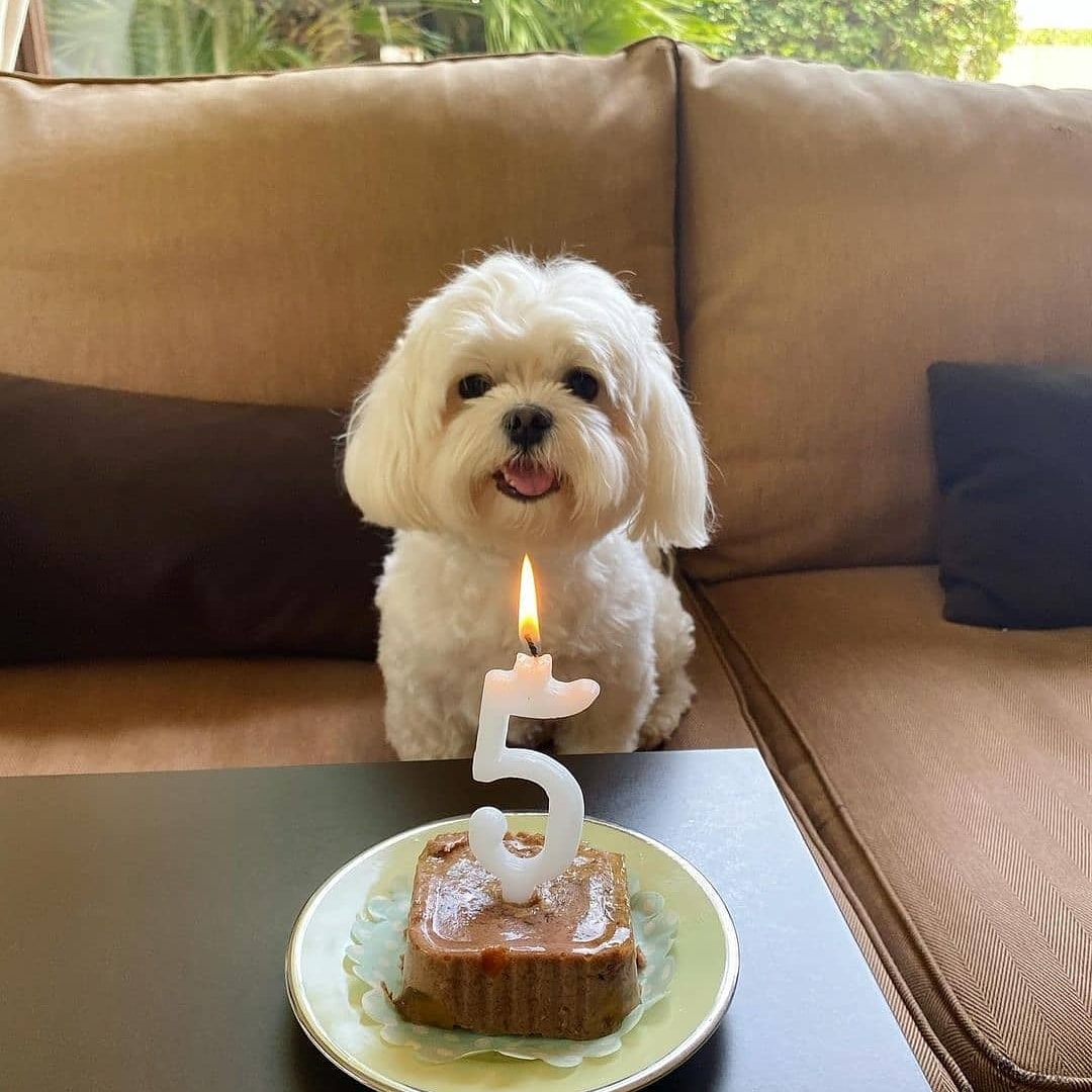 Adorable Maltese for adoption | Santa Maria CA