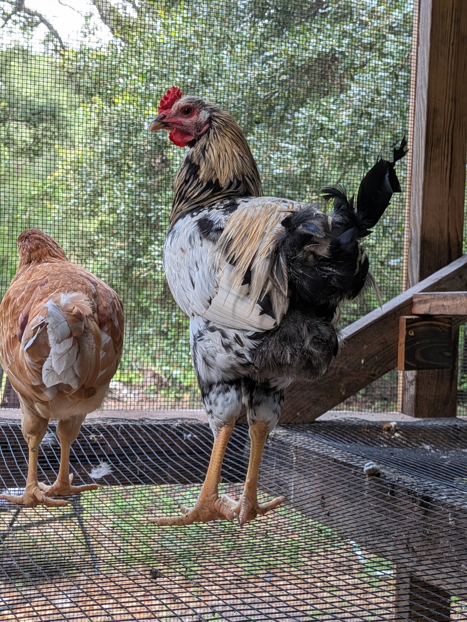 I still have these roosters available 12:00 ព0108% + 8% of ק'