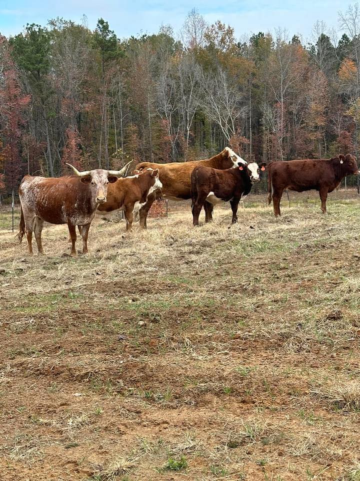 Mize Family Farms | Booneville MS