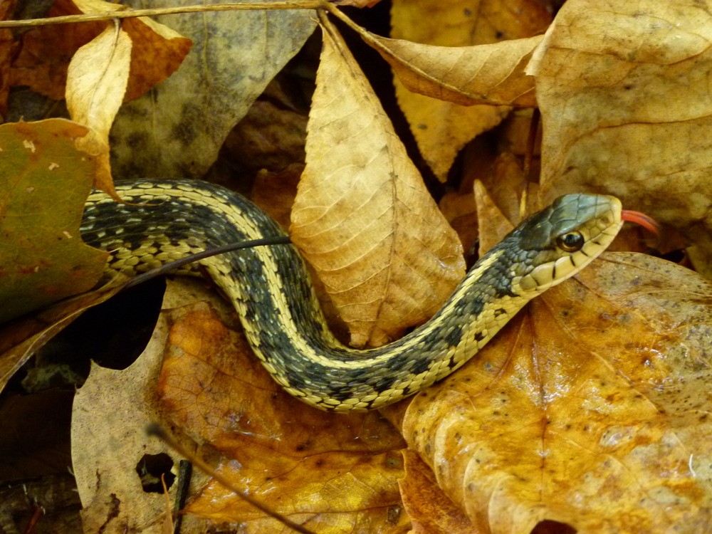 Oh for goodness-snakes, it’s... - Hot Springs National Park | Facebook