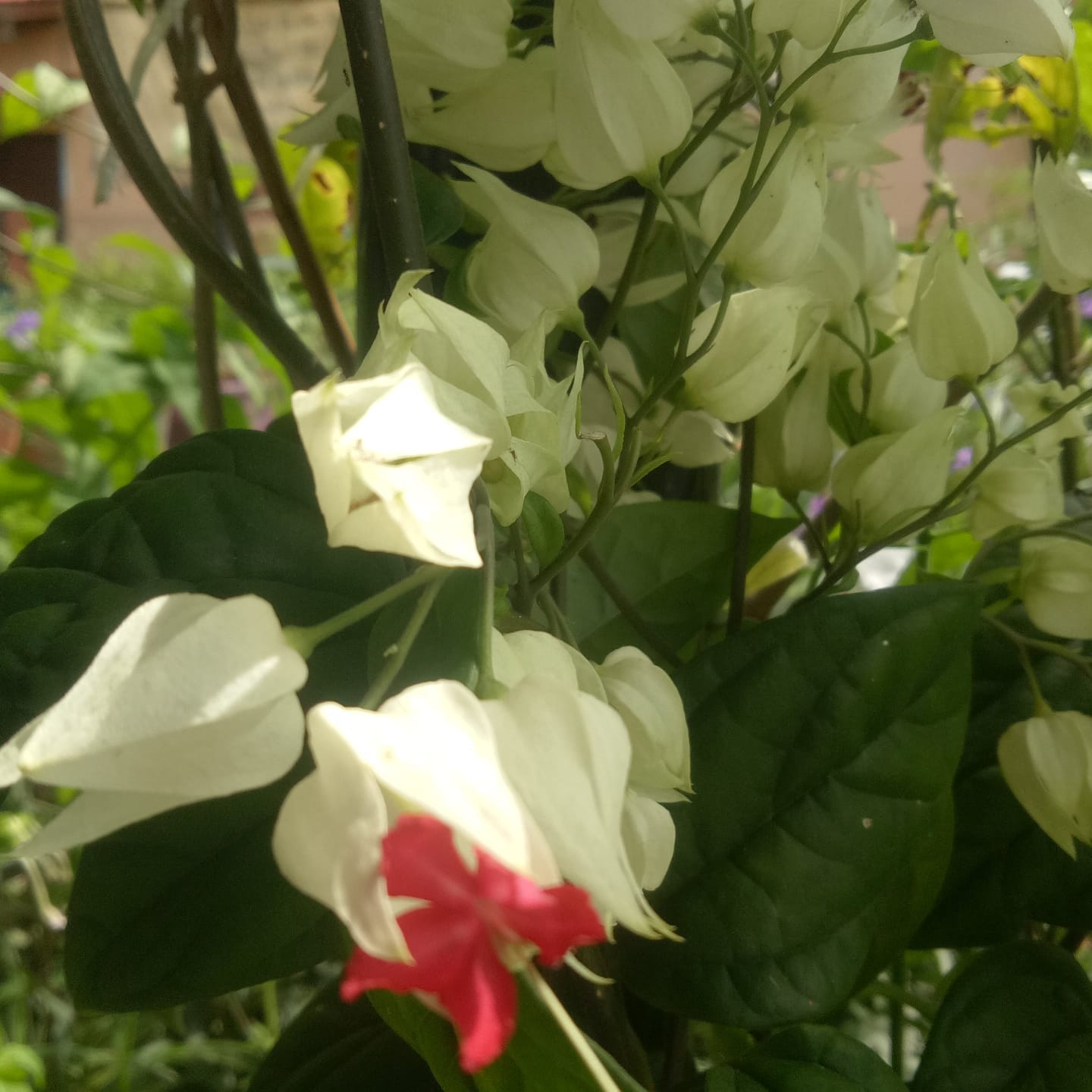 Wlgarden Posts Facebook
