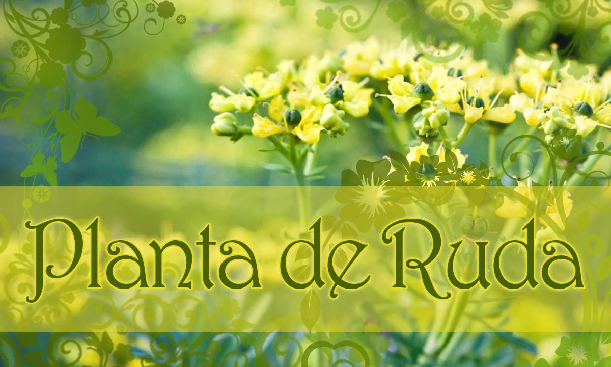Planta Ruda