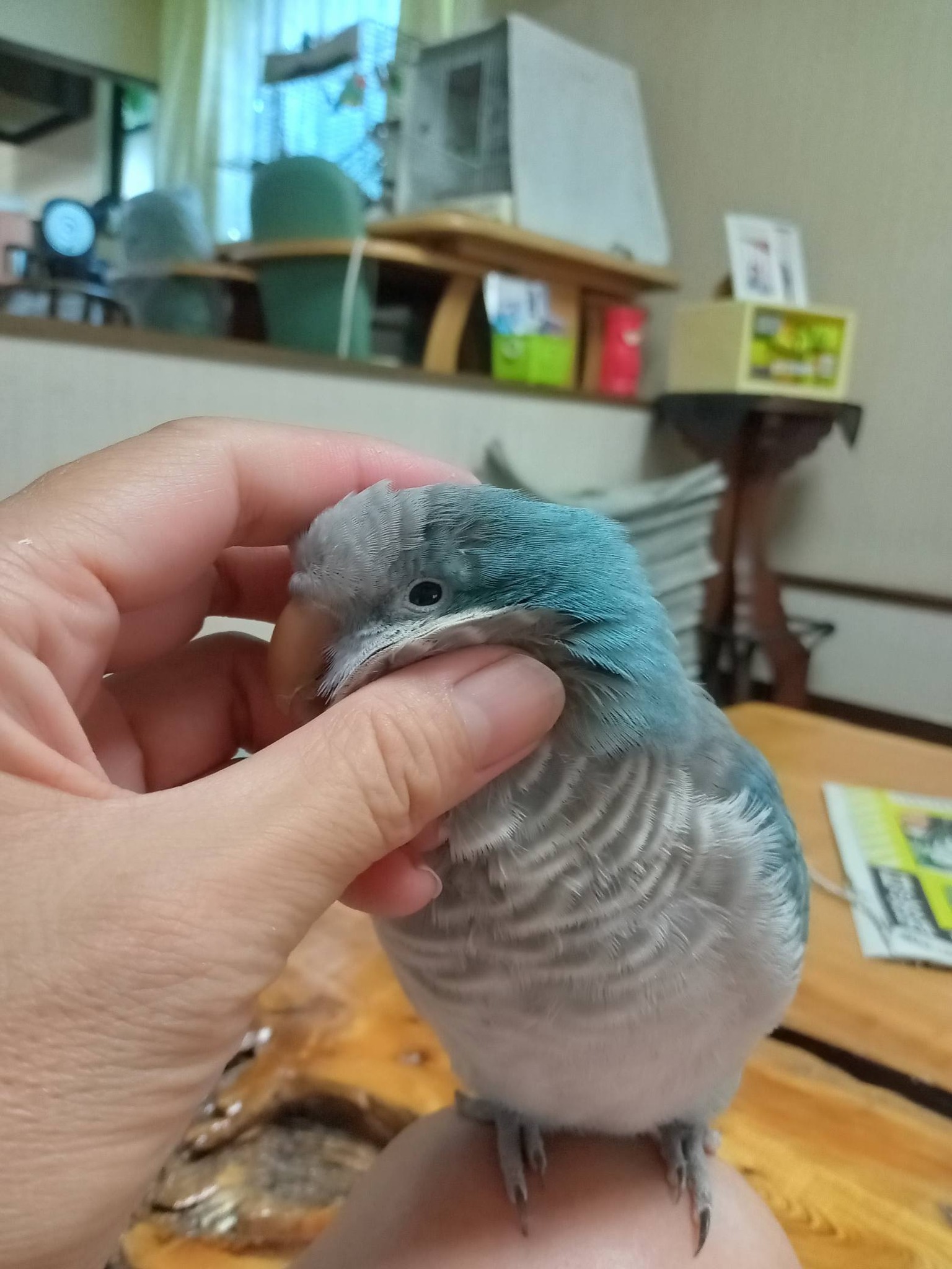 インコが大好き | Facebook