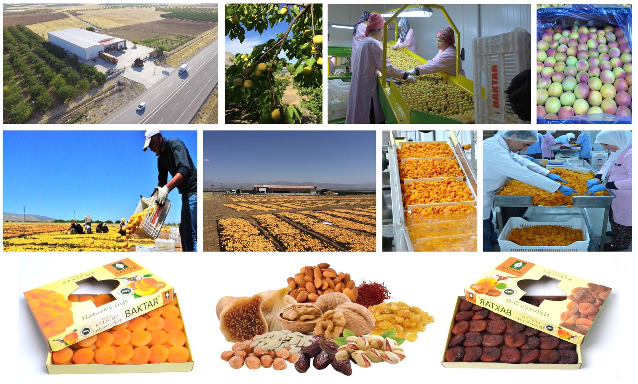 Rasha Pistachio - Hulling: Fully mechanized dry-operated rotating ...