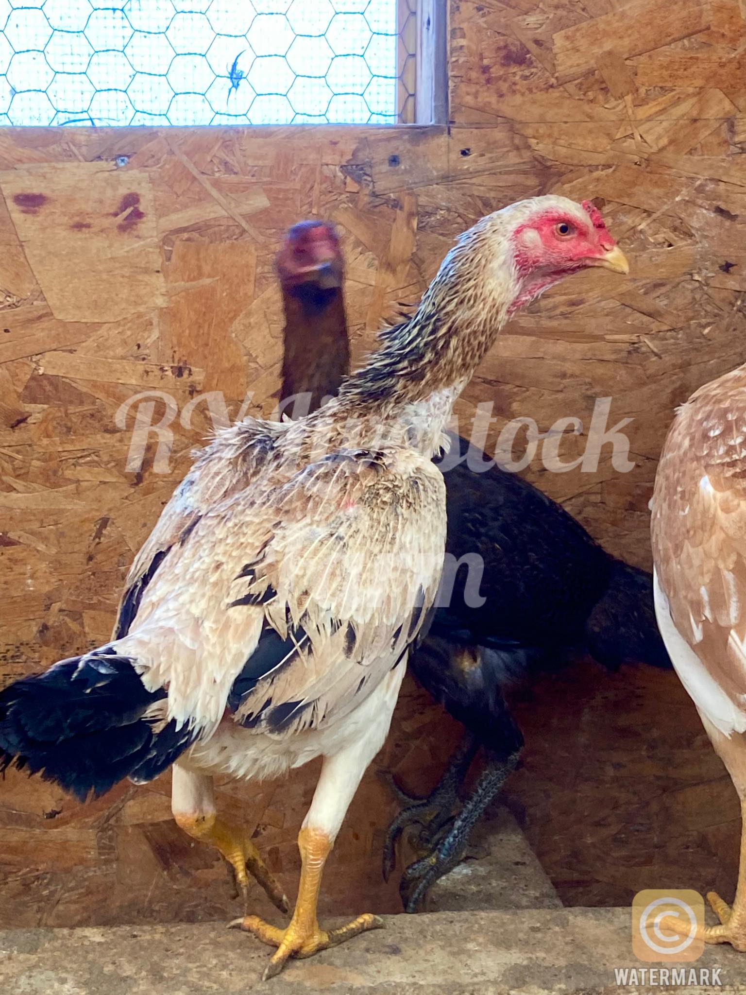 Hello!! We decided to let these two... - RY Livestock Farm