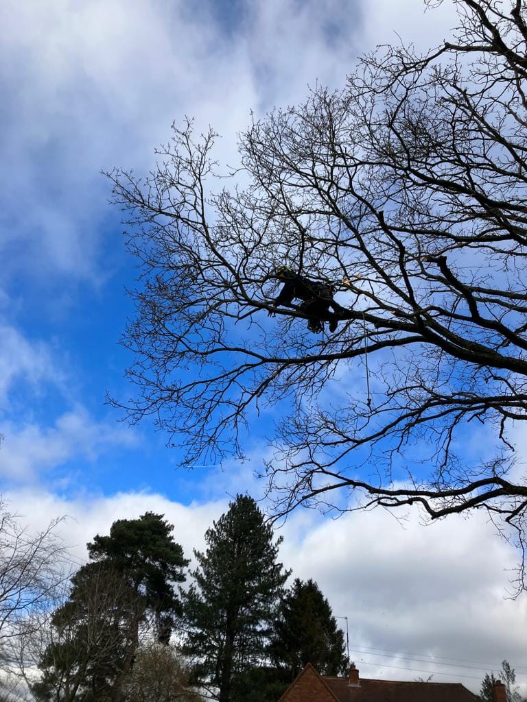T & J Tree services | Maidenhead