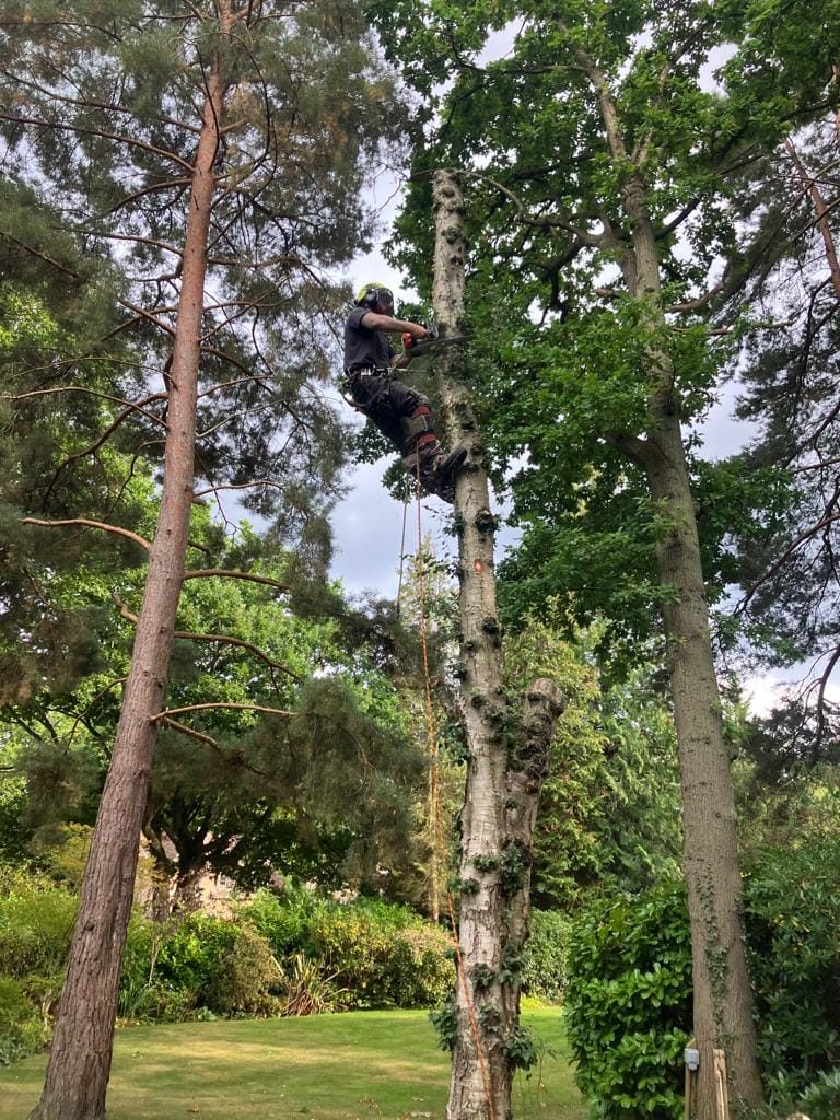 T & J Tree services | Maidenhead