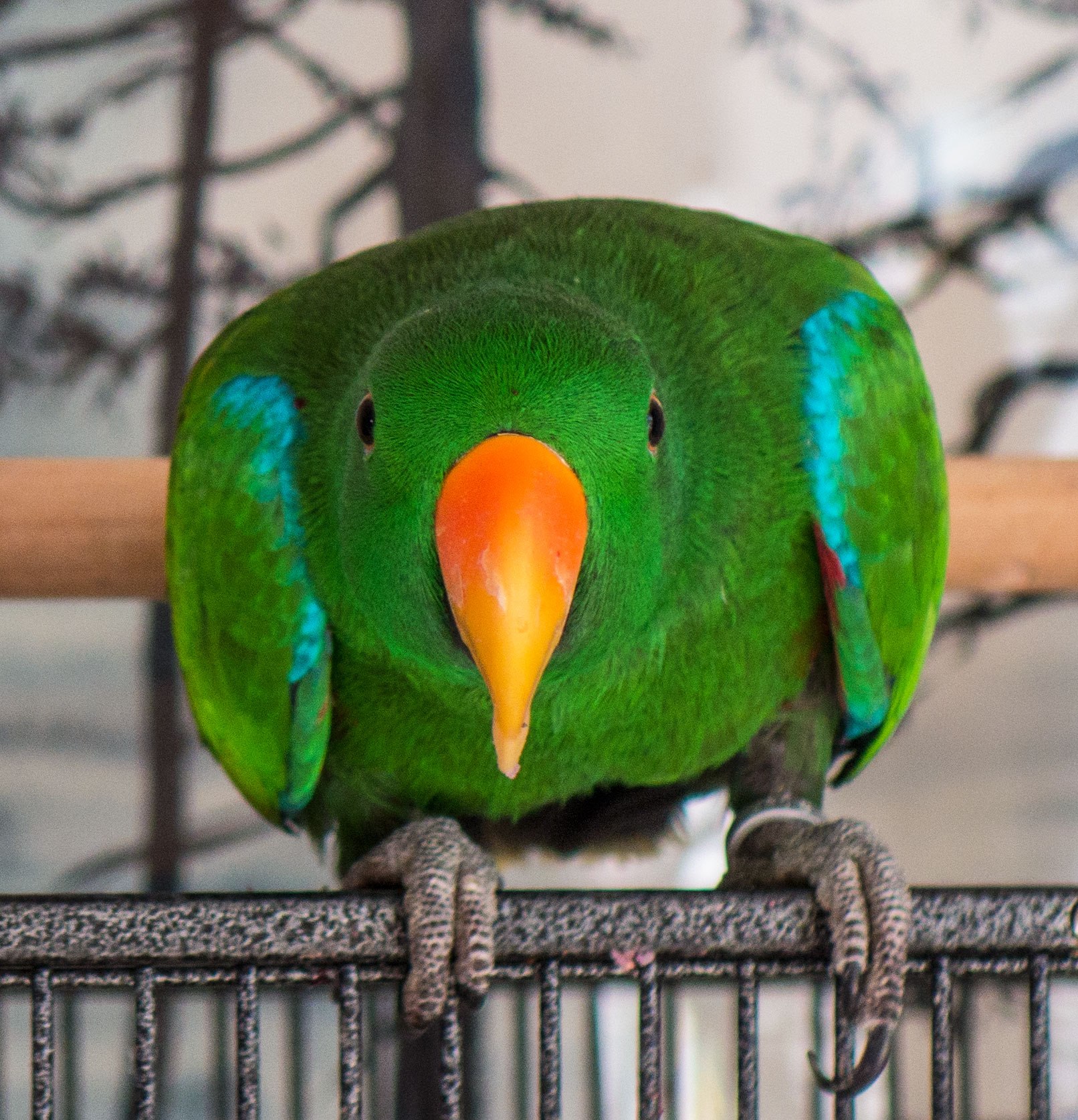 Rio... - Rio the Eclectus Parrot and his Cockatiel Friends