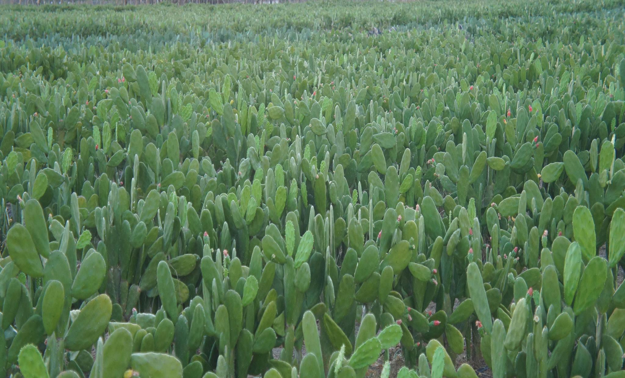 Noragro - Produção do nosso Nordeste. Falando de agricultura da região ...