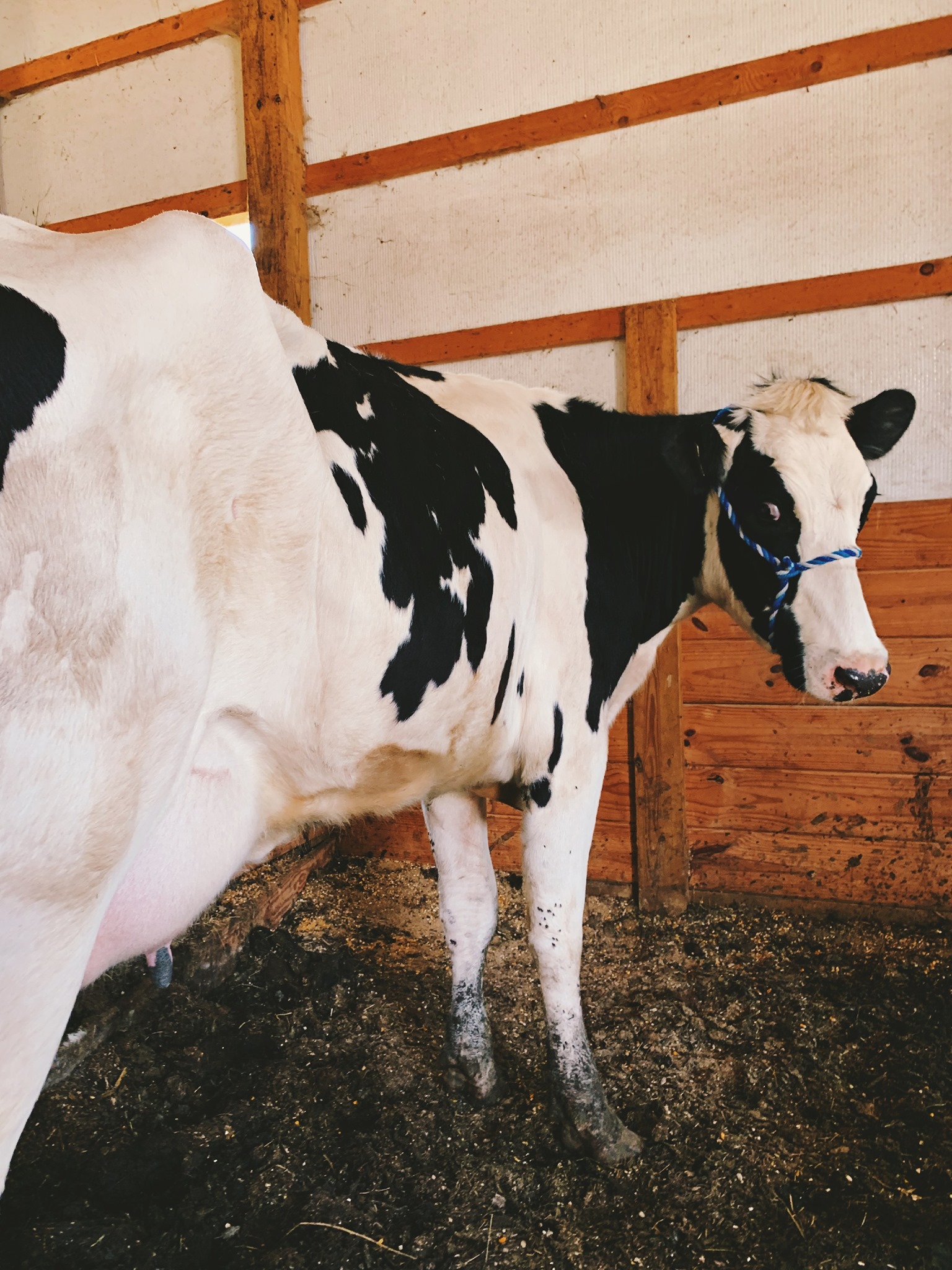 Holly Creek Dairy Waiting To Be Milked Like Dairy Cows Farm Dairyfarm Rawmilk Milk Animals Farmlife Northcarolina Raw Herdshare Facebook