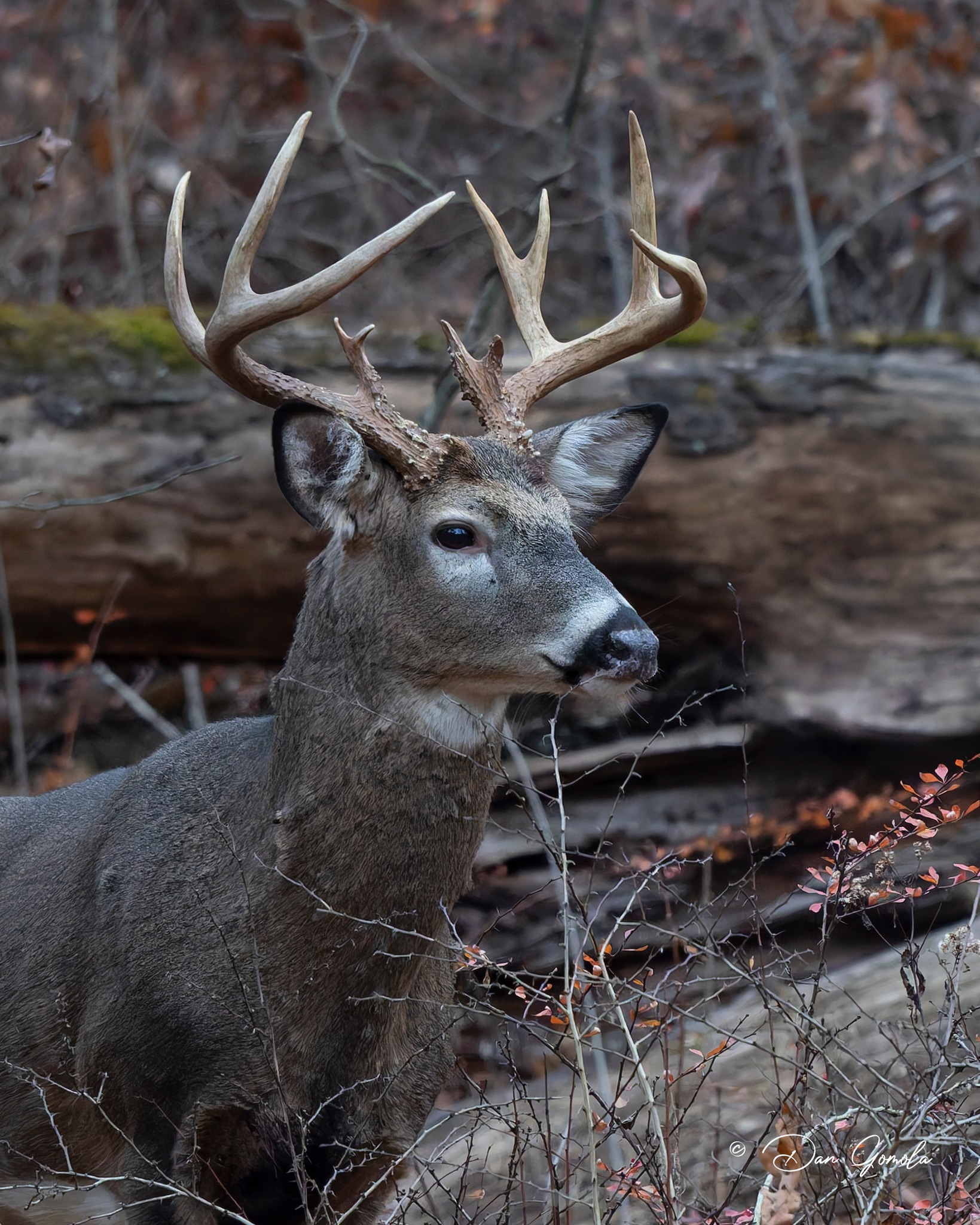 Dan Gomola - I have seen at least three bucks this fall... | Facebook