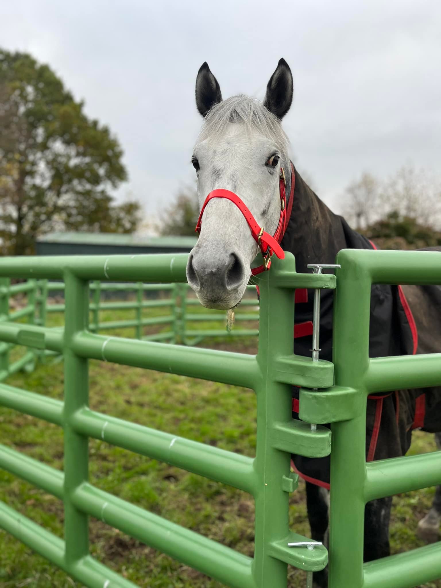 Equestrian R Infinity Limited | Epsom