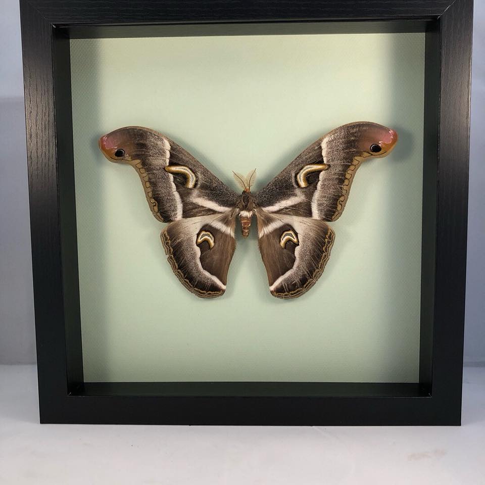Atelier Insecta - Epiphora vacuma is known as the African...