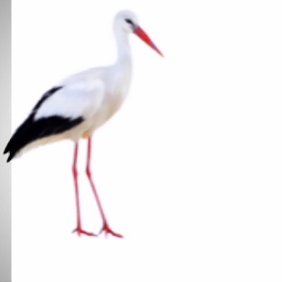 Little Storks store