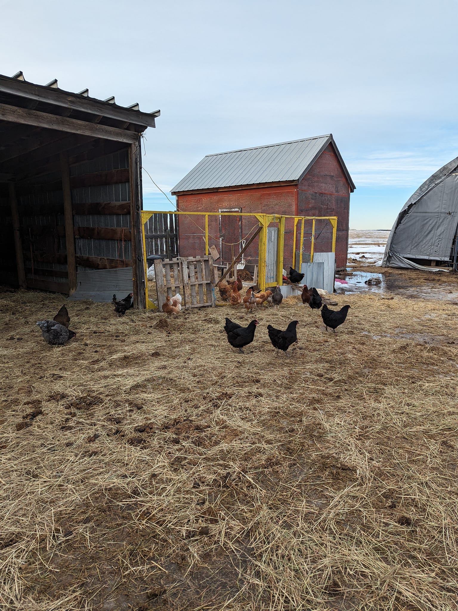 Lilac Acres Hobby Farm | Rimbey AB