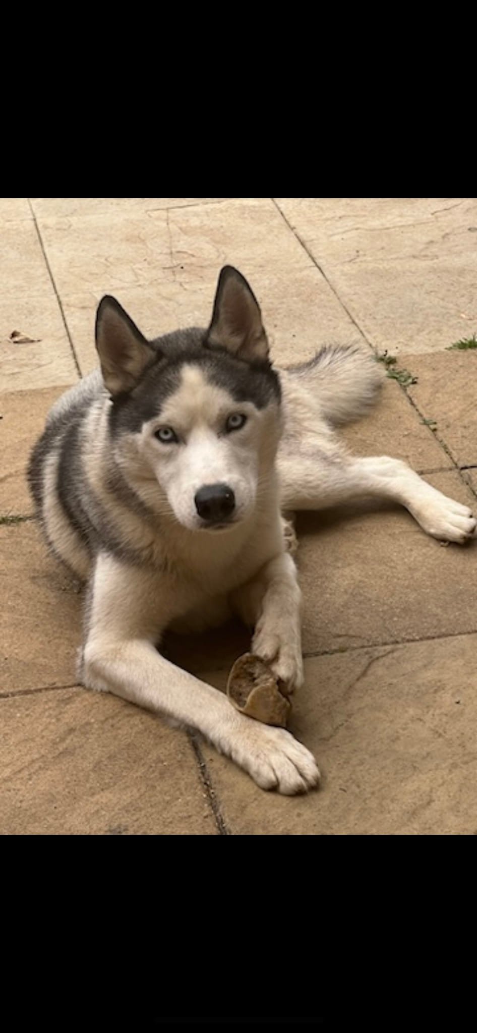 THANK YOU FOR ALL YOU ENQUIRIES AND... - Albery Dog Rescue | Facebook