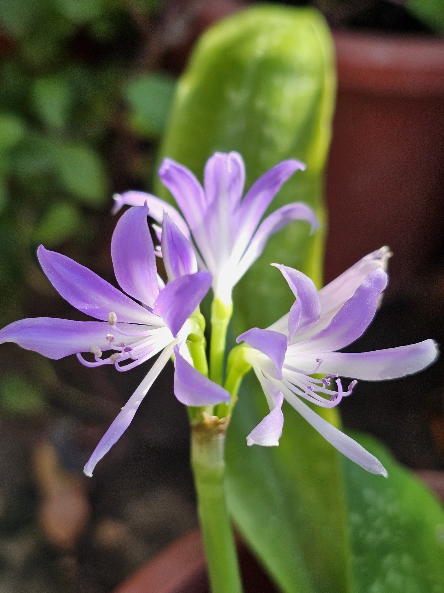 藍晶花