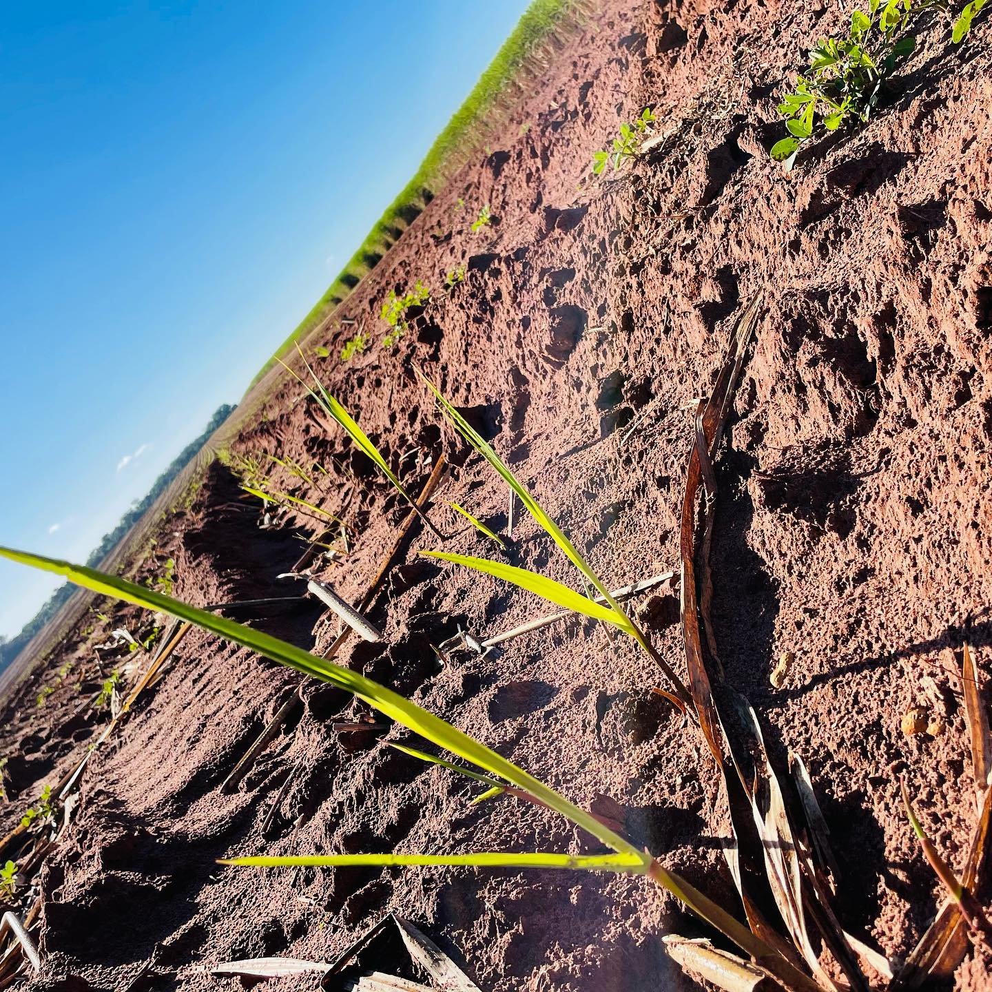Agro Betel - Da tando orgulho plantar, cuidar, adubar e... | Facebook