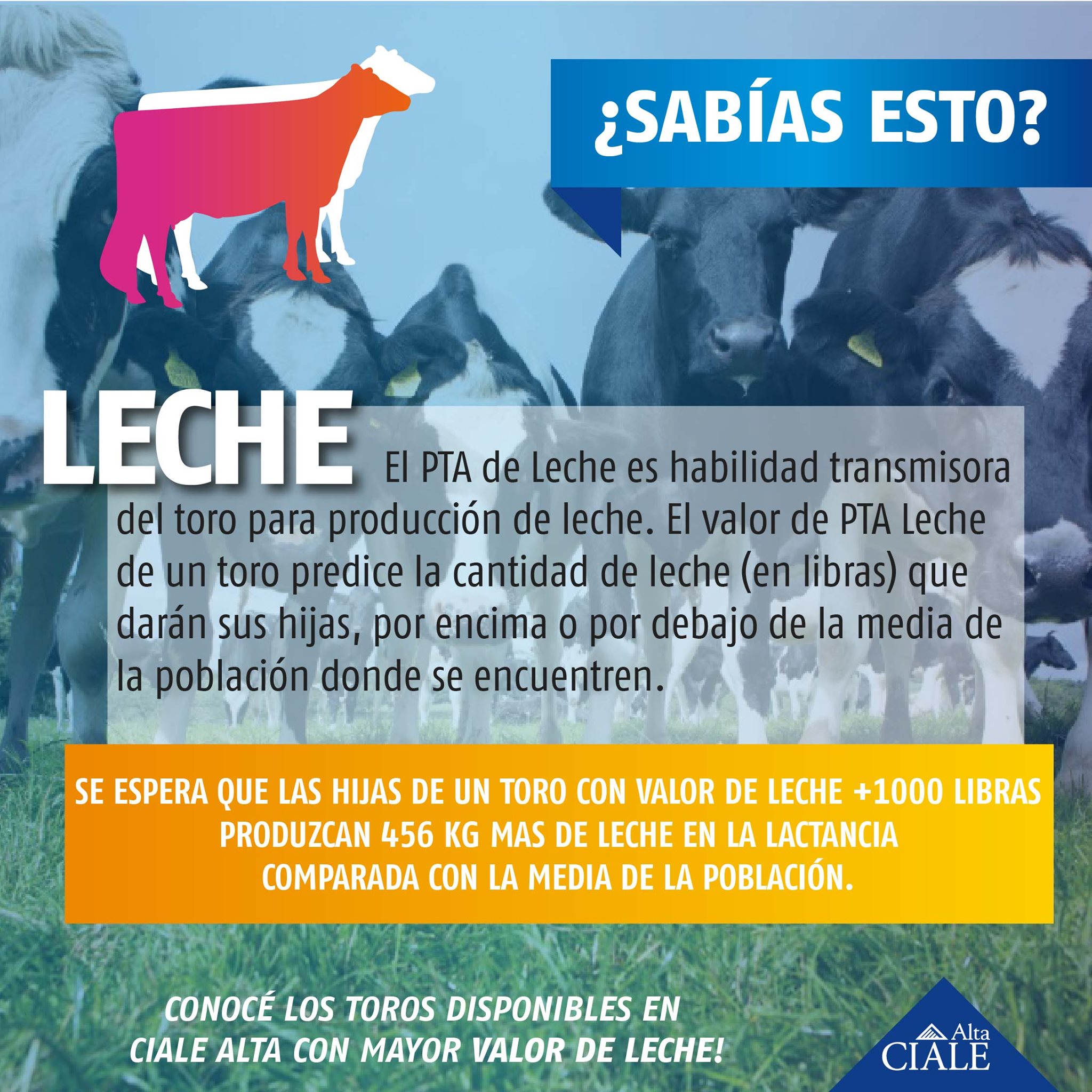 CIALE Alta - ¿Sabías esto? Conocer en profundidad la...