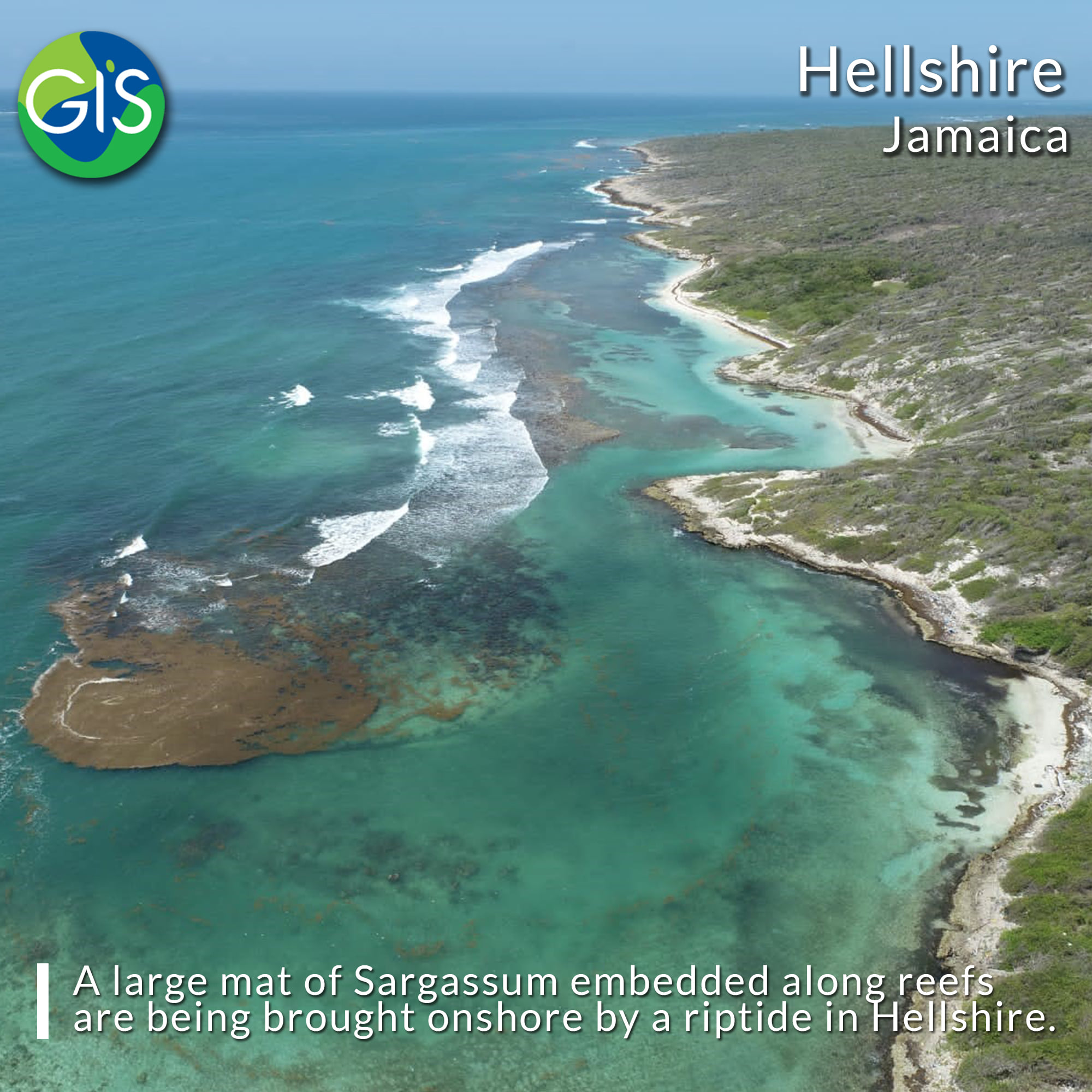 Mona - A large mat of Sargassum embedded along reefs and are being ...