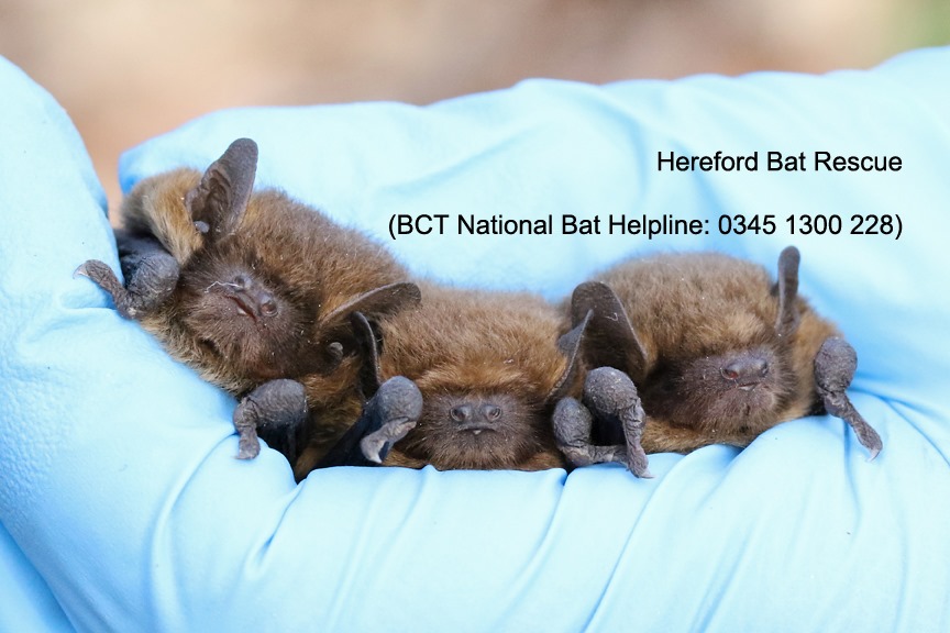 Hereford Bat Rescue - UK | Hereford