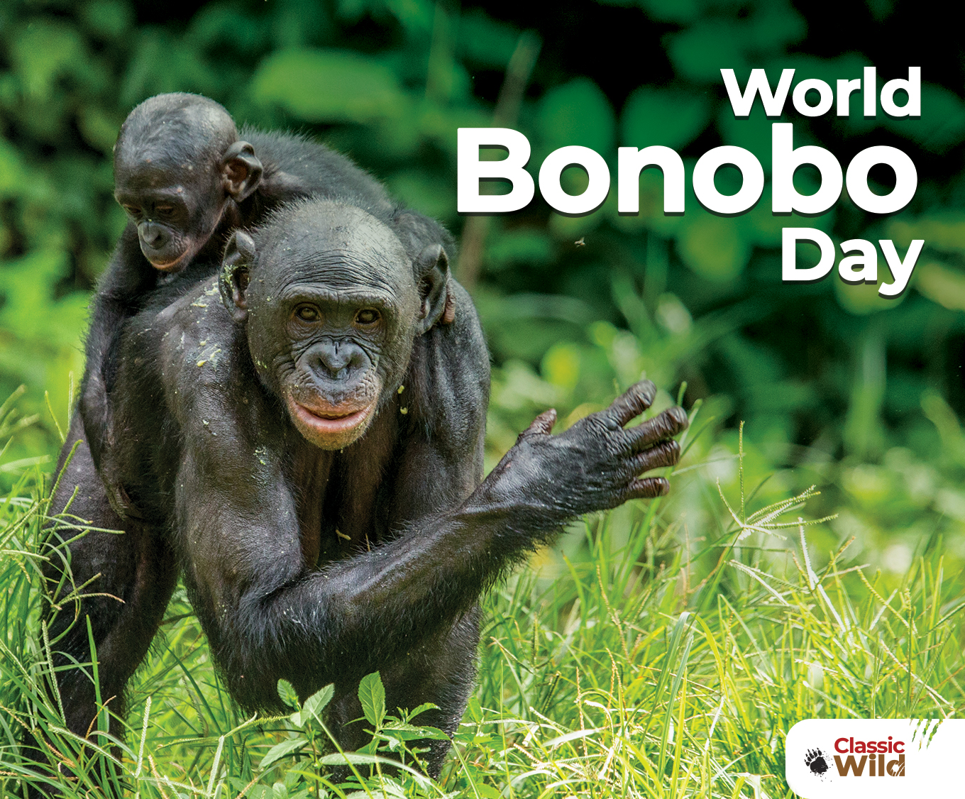 Classic Wild - Did you know that bonobos, also known as...