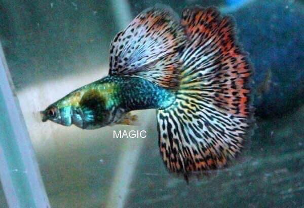 Aqualife Hubb - WRASSES TOP 10 TYPES 🐠🌊 Explore 10... | Facebook