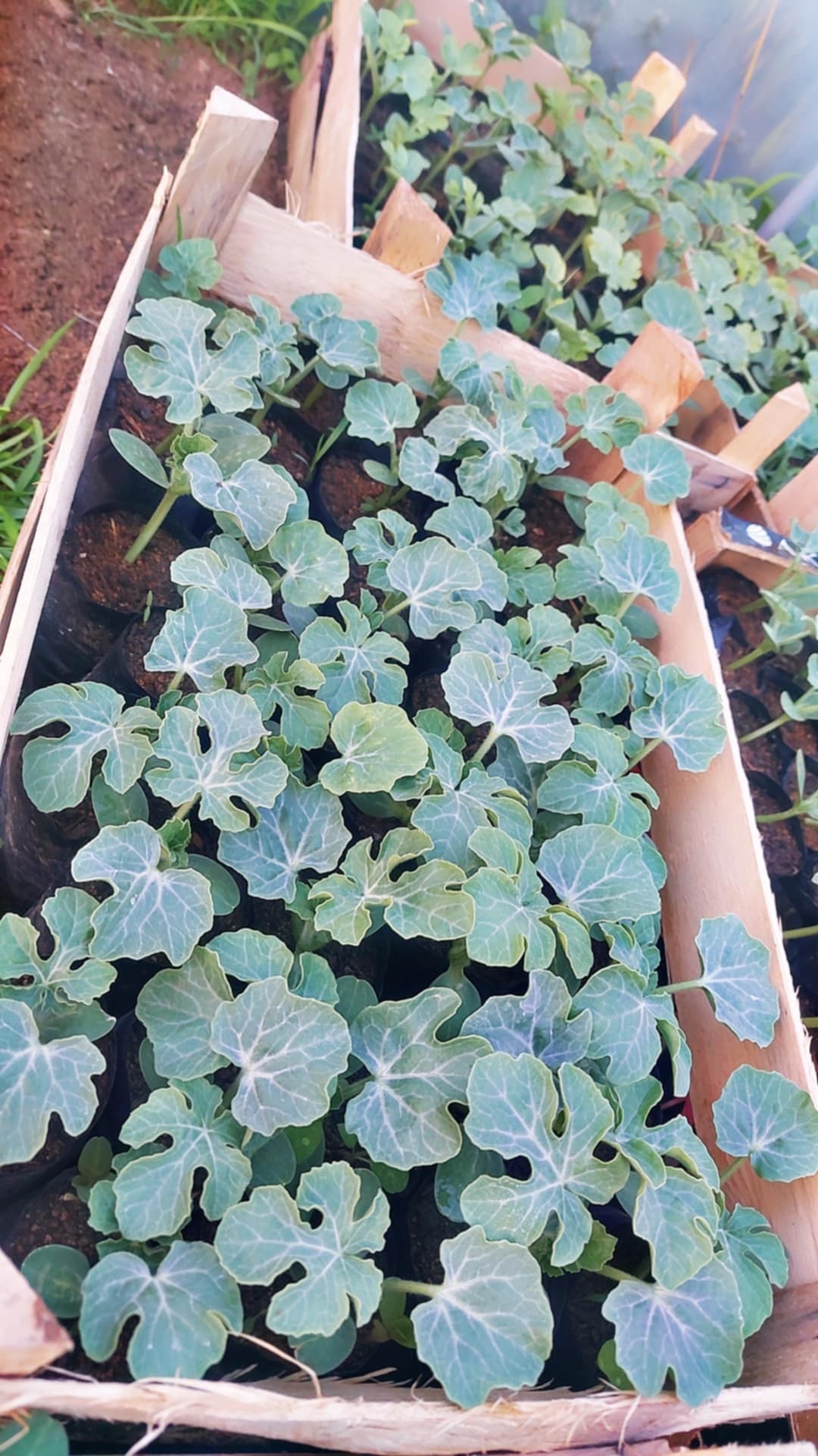 Miratoca New