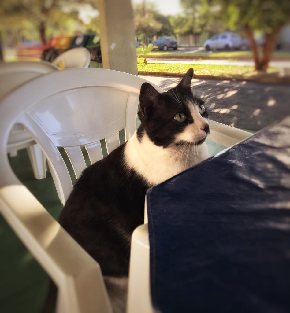 Rondon, the cat