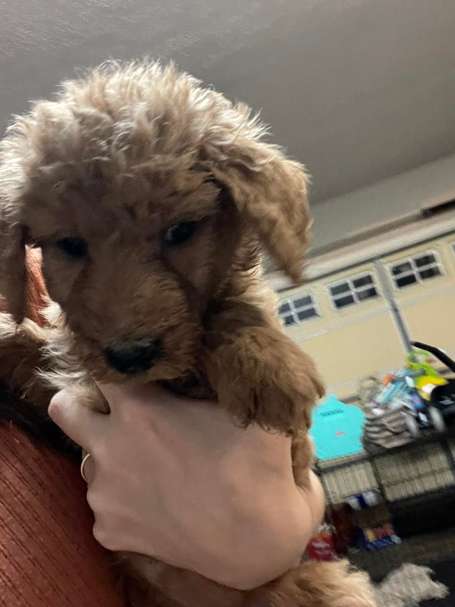 Sagers Doodles - Light pink Female Still available Ready...