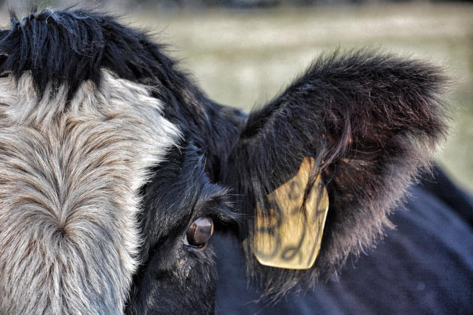 NoDak Ranch | Sheldon ND