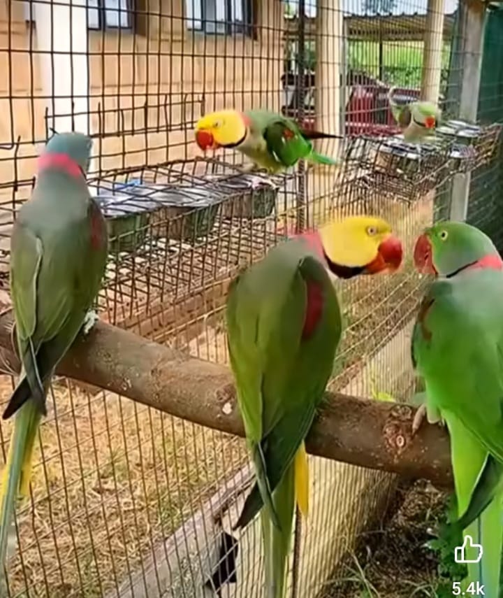 Penny's hand reared birds Devon | Facebook