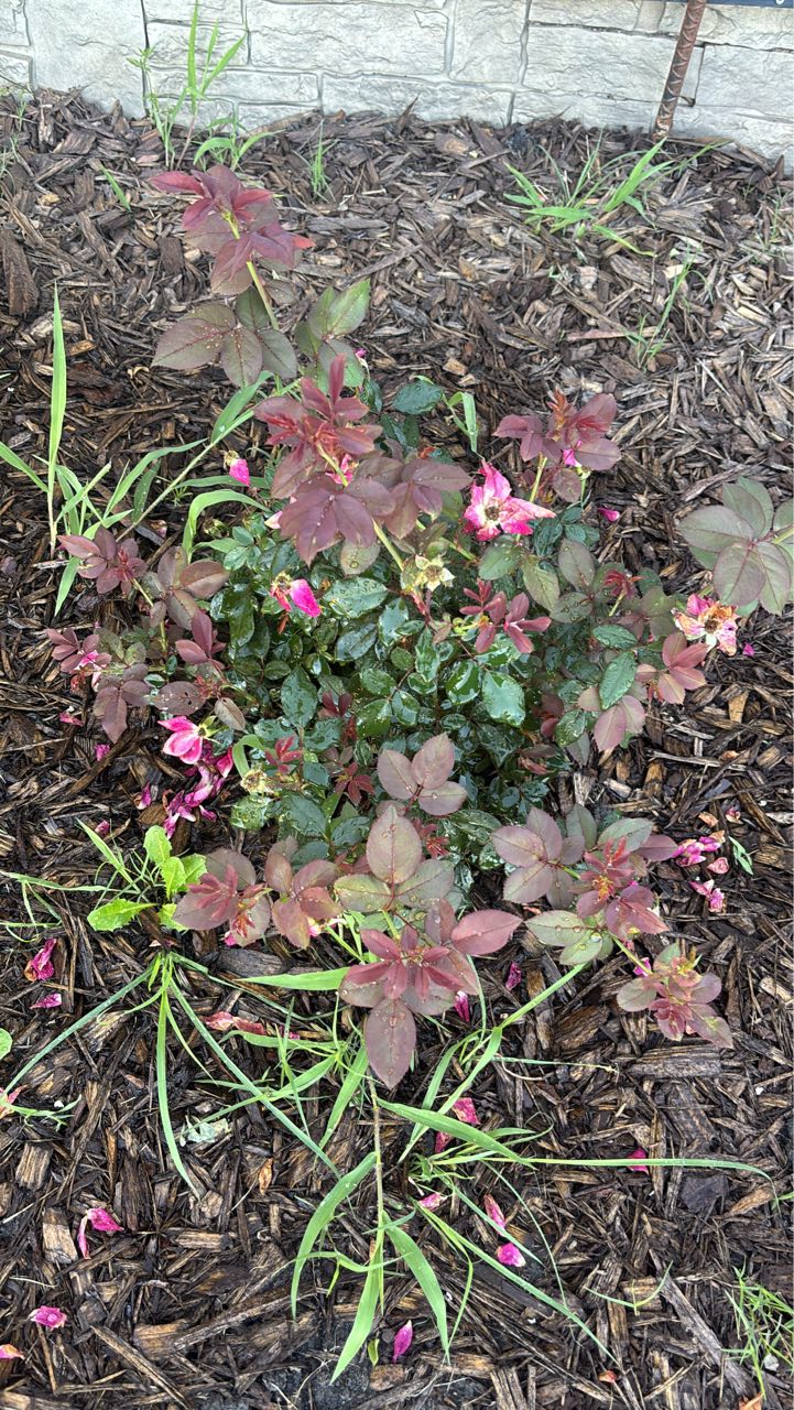 Raised Bed Gardening | How come my knockout roses are doing this | Facebook