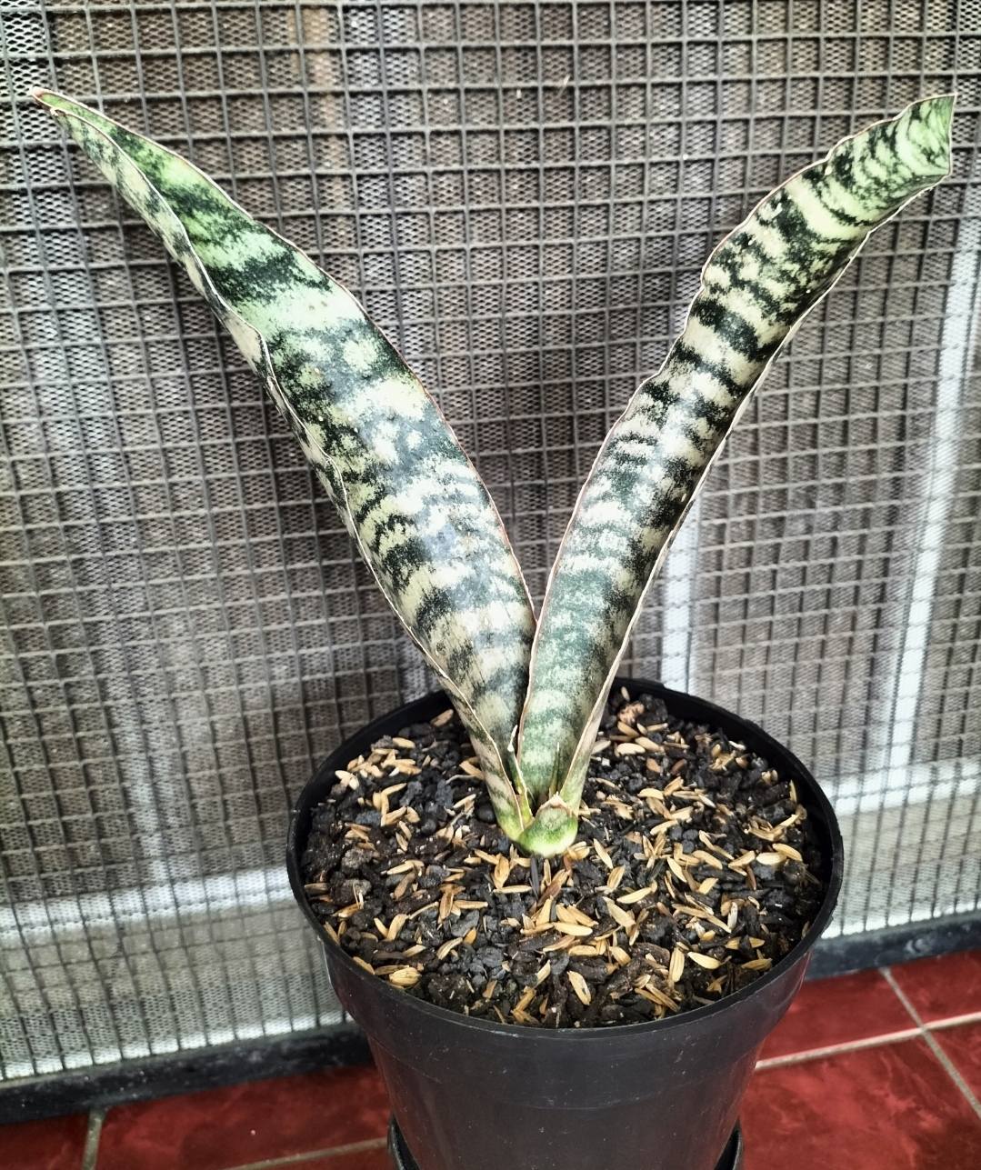 Black pearl  Sansevieria Black pearl Variegated