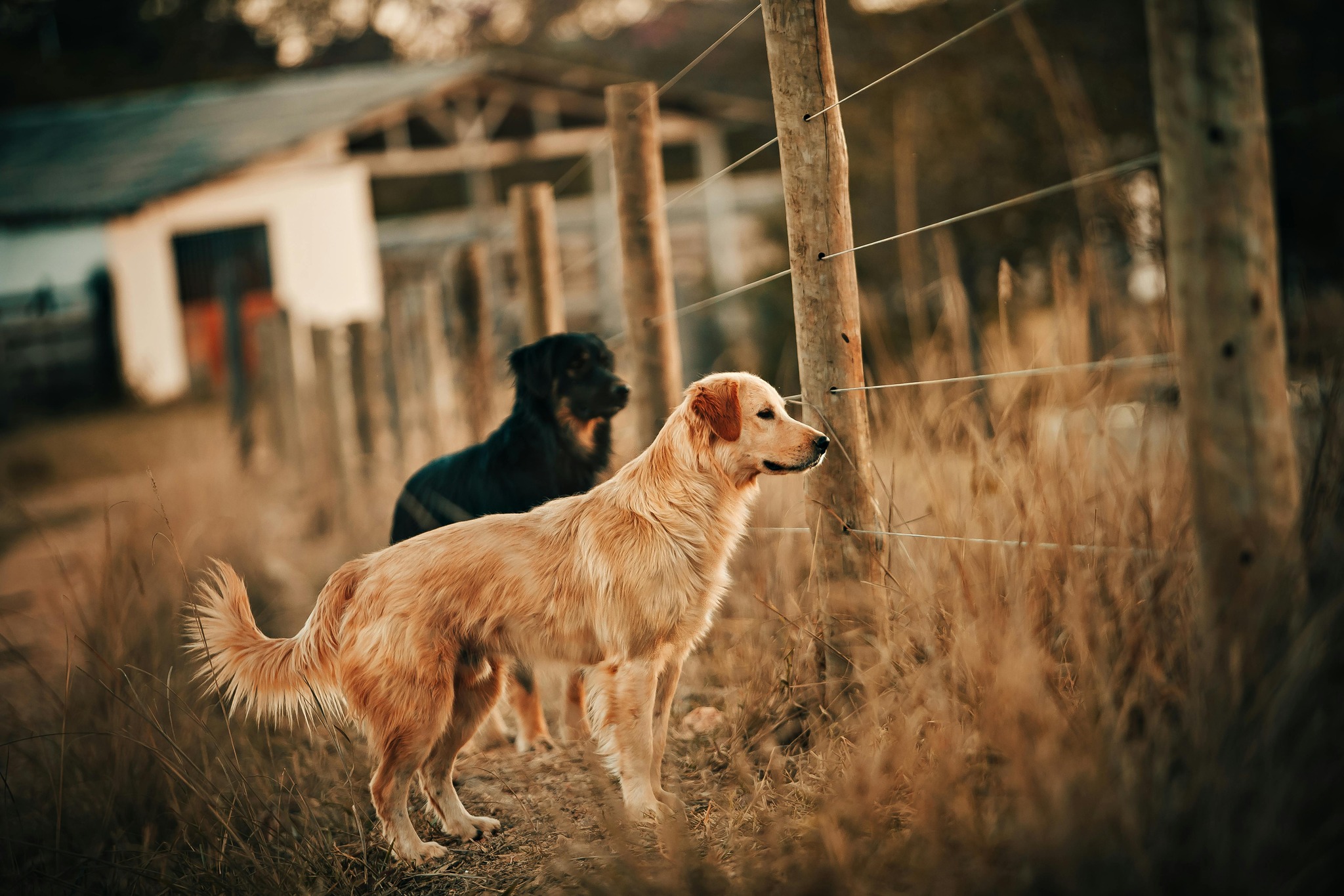 Golden Retrievers Lovers | Meet the most dedicated student in Lecture ...