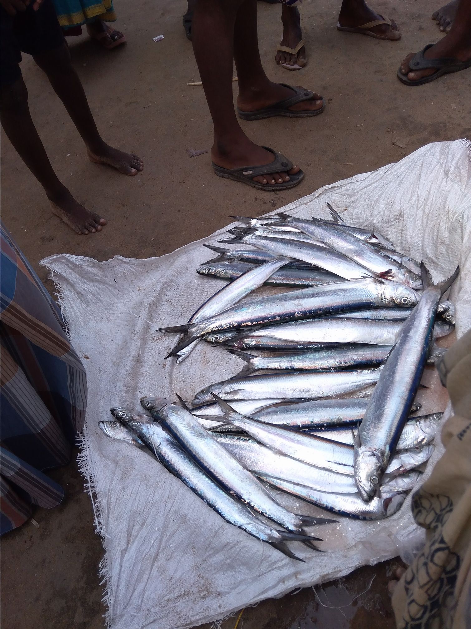 Krishna Fish Shop ,Palani Main Road .Kanni Vadi