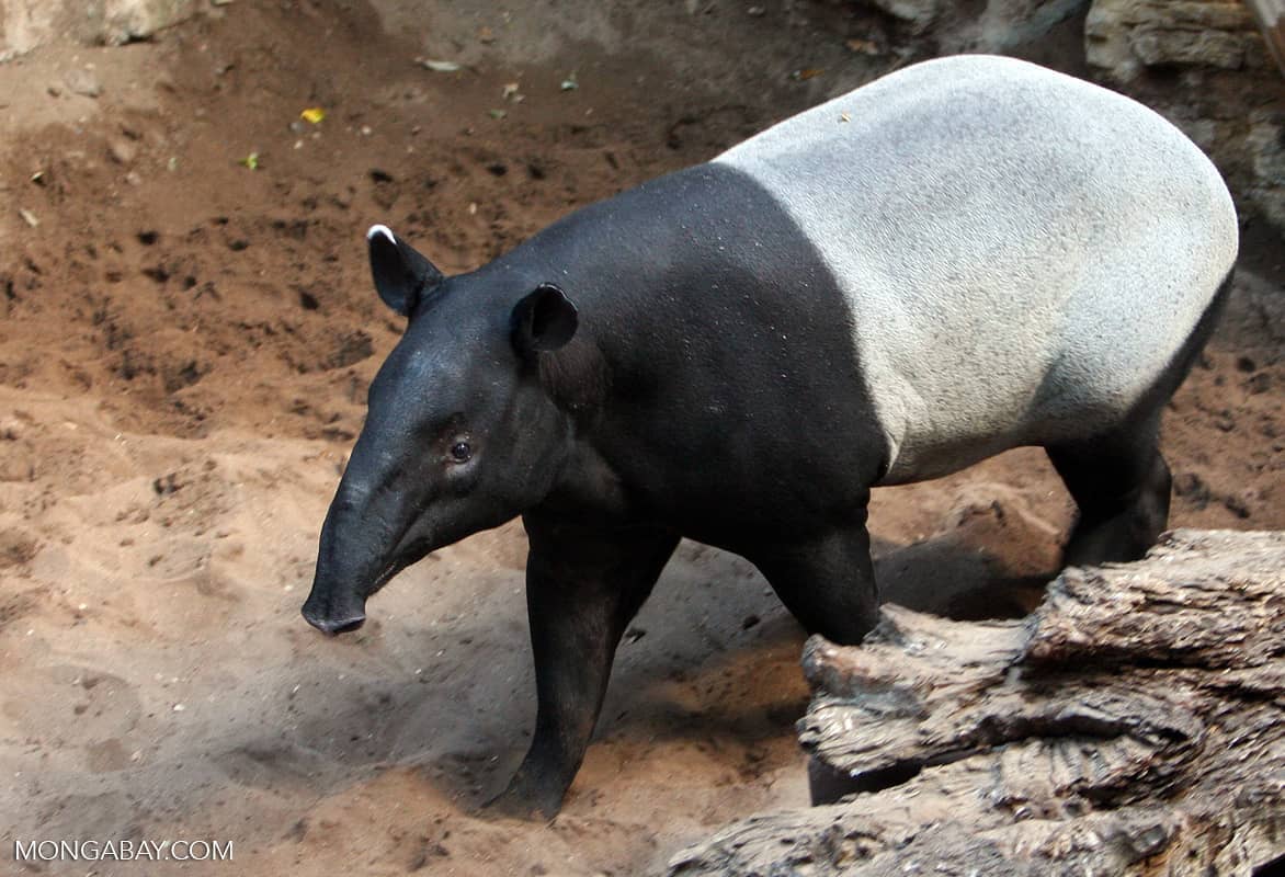 The Acrocodia indica or... - Did You Know? Animal Facts