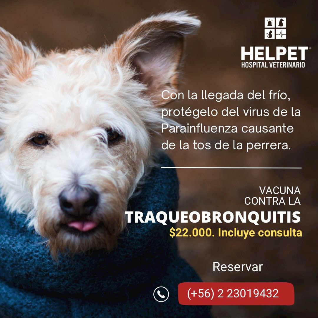 Helpet - 🐕 La Traqueobronquitis infecciosa canina es una enfermedad muy ...