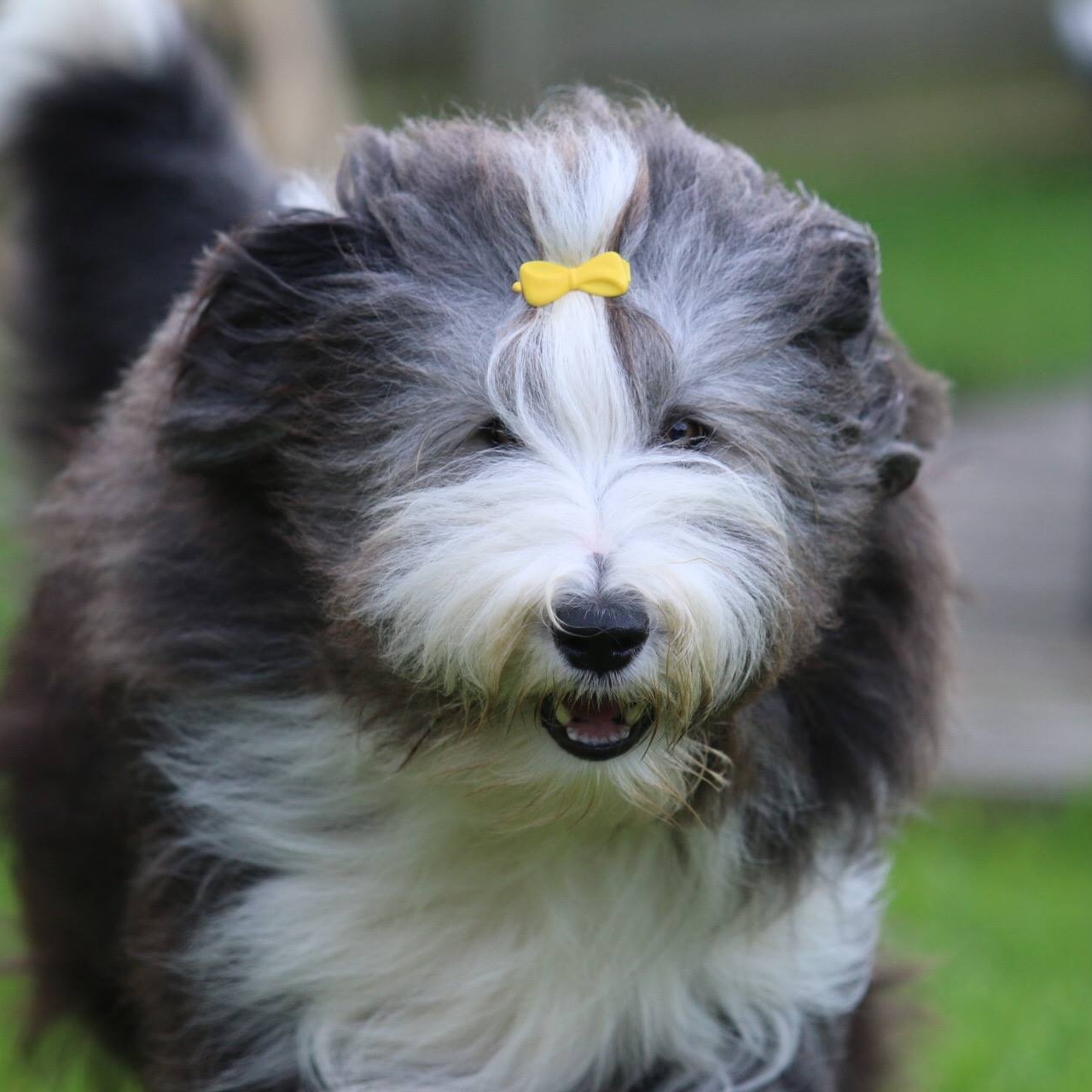 Picture Idea: Bearded Collies Bearded Collies Between The Oceans