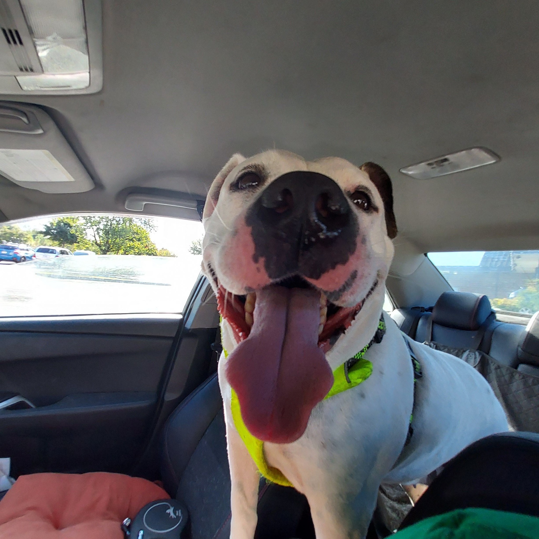 Adventures of Gunnar & Dunc | I'm going to grab Rosa, a 5 yr old Pitt ...