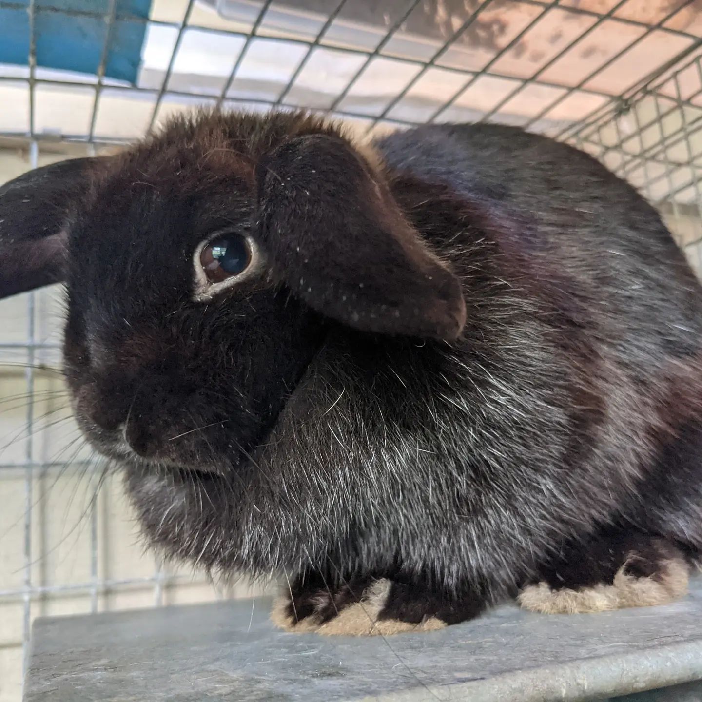 Muck Runners Rabbitry - Home