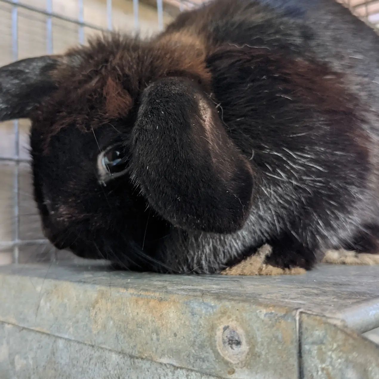 Muck Runners Rabbitry - Home
