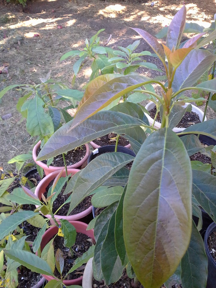 Growing Avocados in Oregon
