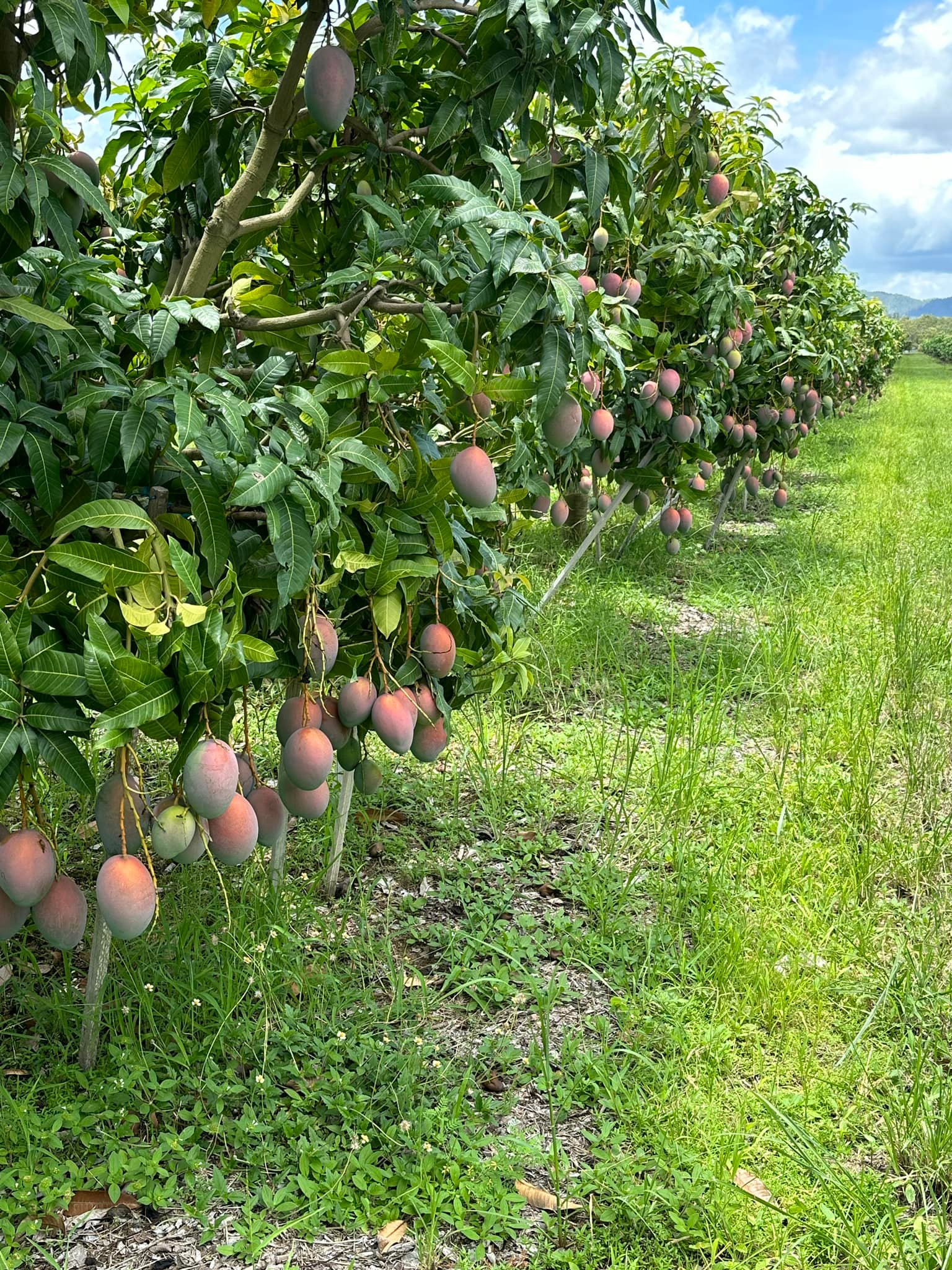 R&R Mangoes Pty Ltd