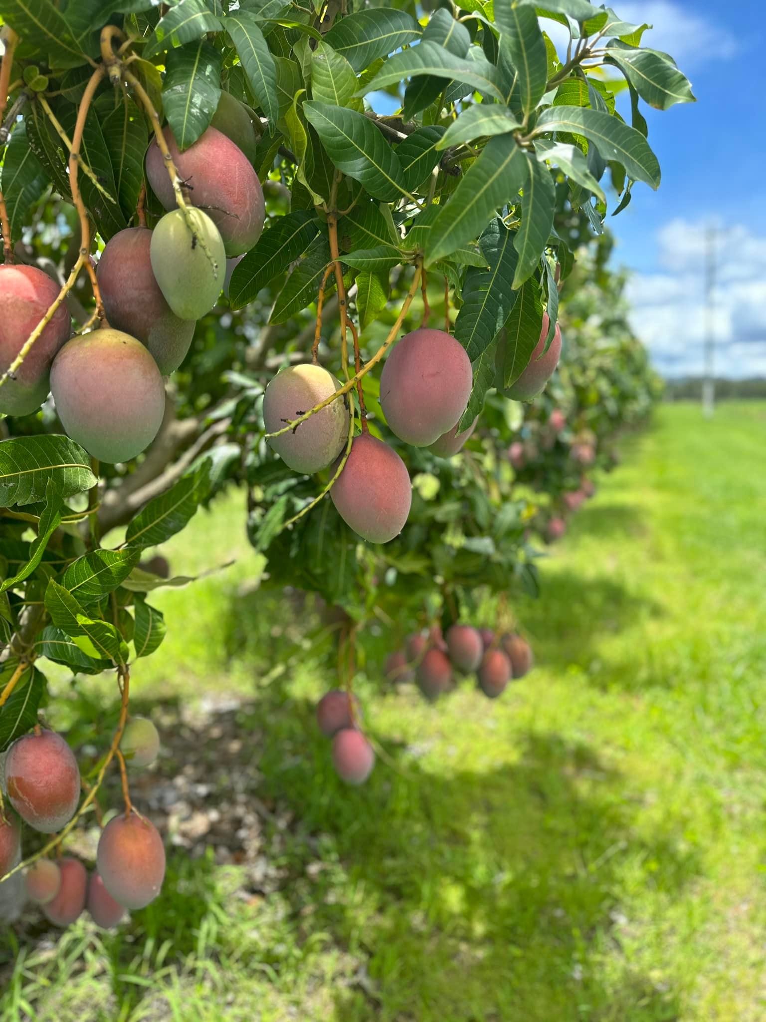 R&R Mangoes Pty Ltd