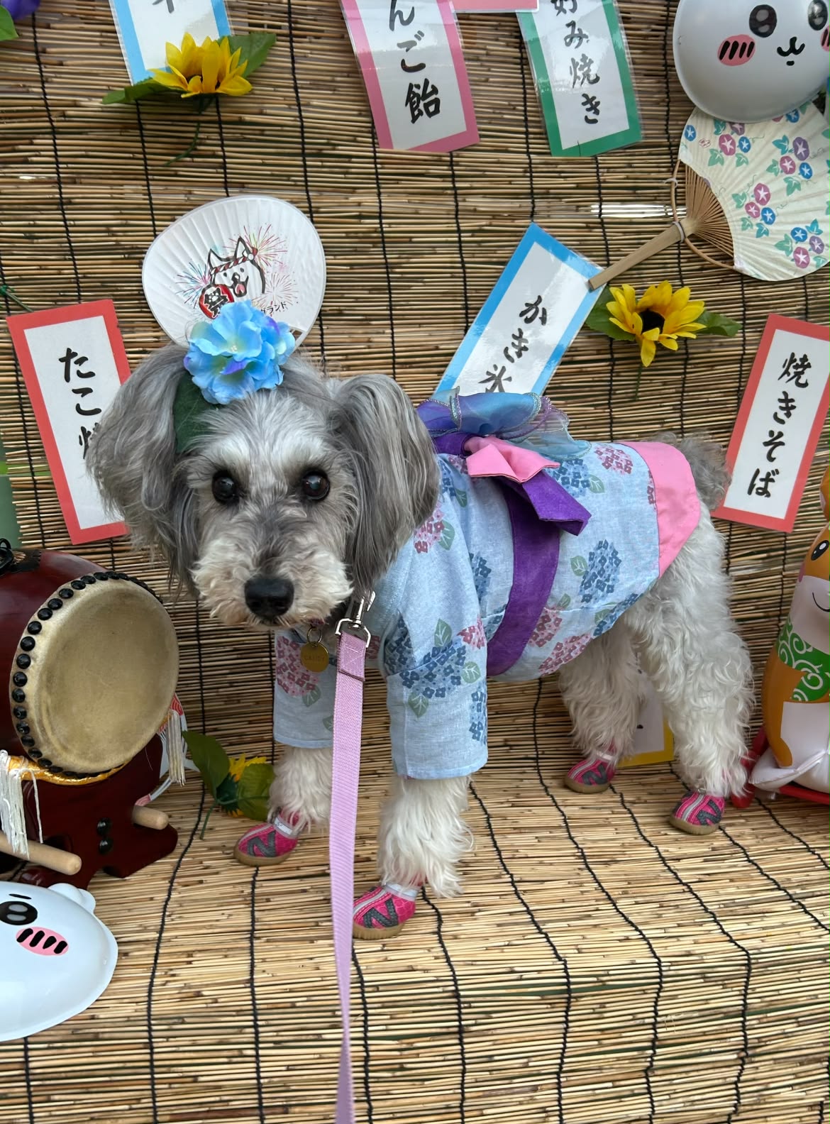 ホームセンターで見つけた✨シュナちゃんグッズ🥰 旦那さん、早速抱き