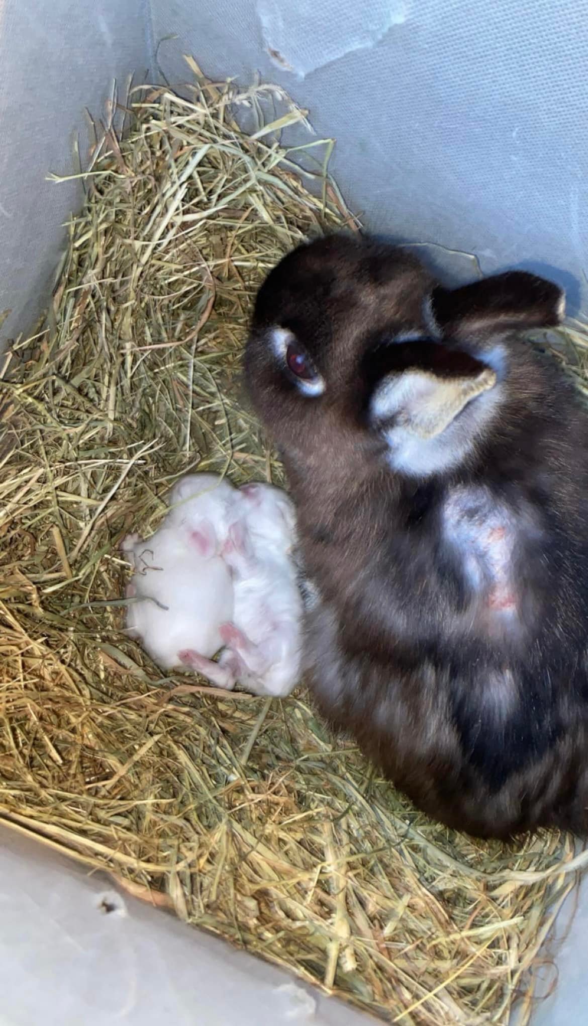 When we collected Elsie from St... - Shrewsbury Rabbit Rescue